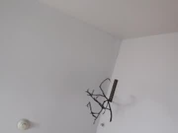 Danubicatcti