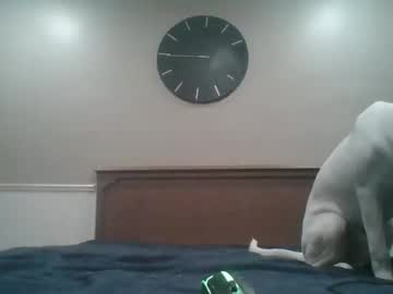 Ladydangous Chaturbate profile image