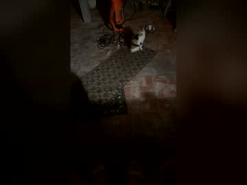 Owliecat