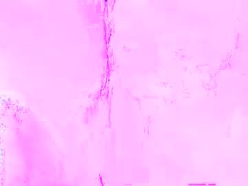 Wildchilly_Pearl19 Chaturbate stream image from December 27, 2024