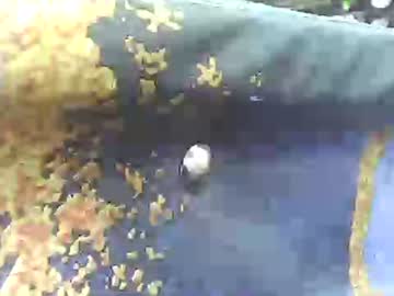 Tiger005588 Chaturbate stream image from May 08, 2025