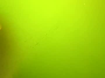 Pharofirm Chaturbate stream image from June 11, 2025