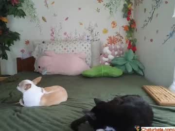 Aliceriverscam Chaturbate stream image from June 17, 2025