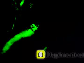 Daphnedixon Chaturbate stream image from June 28, 2025