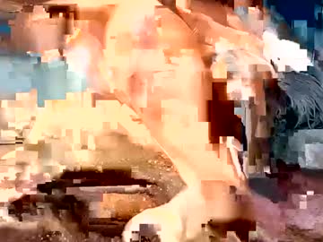 Reydermancontreras6 Chaturbate stream image from August 17, 2025