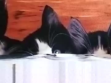 Lubiecie154 Chaturbate stream image from September 19, 2025