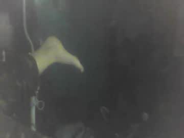 Beccabee37 Chaturbate stream image from June 01, 2026